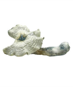 Albino Malabar Magic Mushrooms