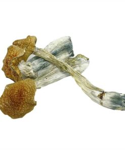 African Transkei Mushroom