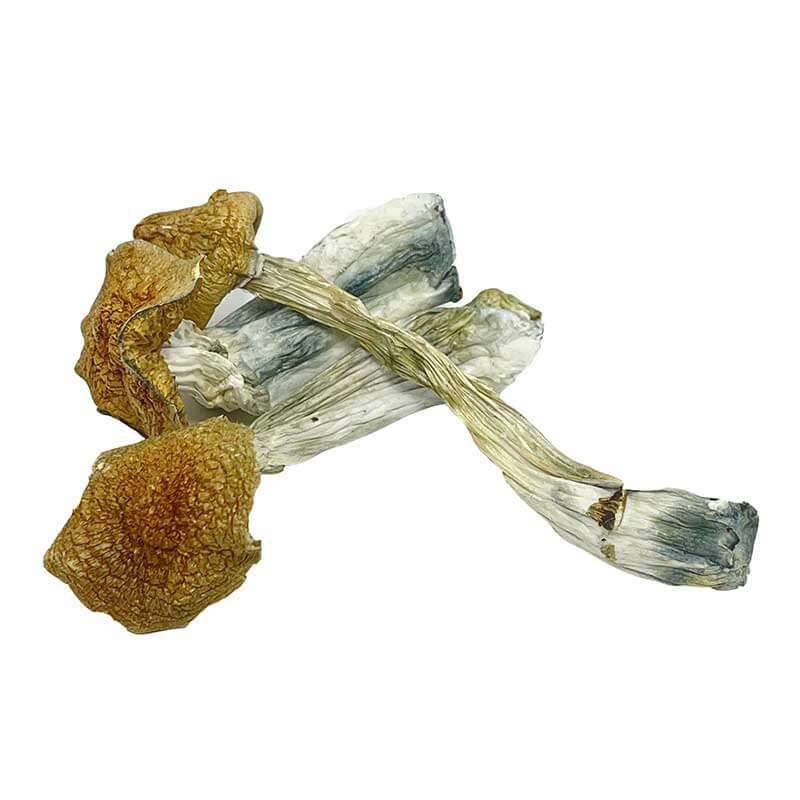 africantranskeibulkjan11