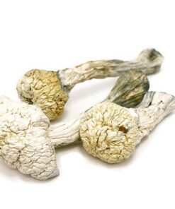 Albino Avery Mushrooms