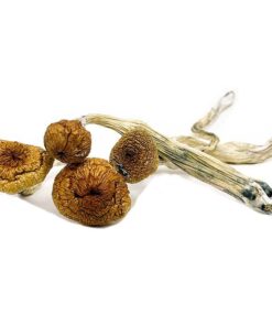 Blue Angel Mushrooms