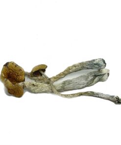 Blue Meanie Mushrooms