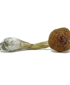 Ecuadorian Mushrooms